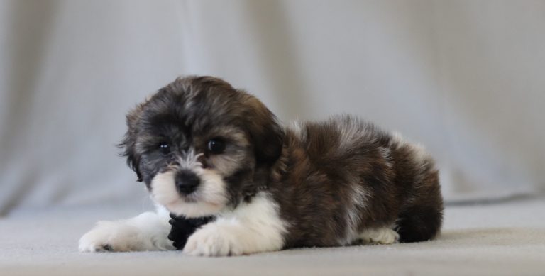 6621 bob the teddy bear-the puppy lodge