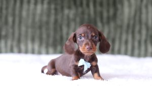 6634aaa matthias the mini dachshund-the puppy lodge