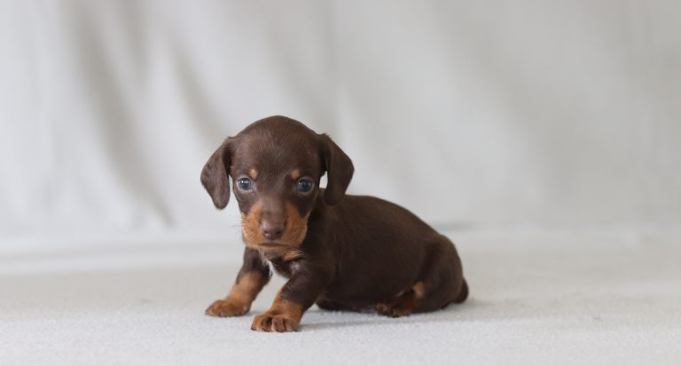 Young brown dachshund puppy with tan markings standing on a pale carpet, looking at the camera.