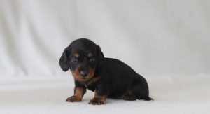 6635a mason the mini dachshund-the puppy lodge