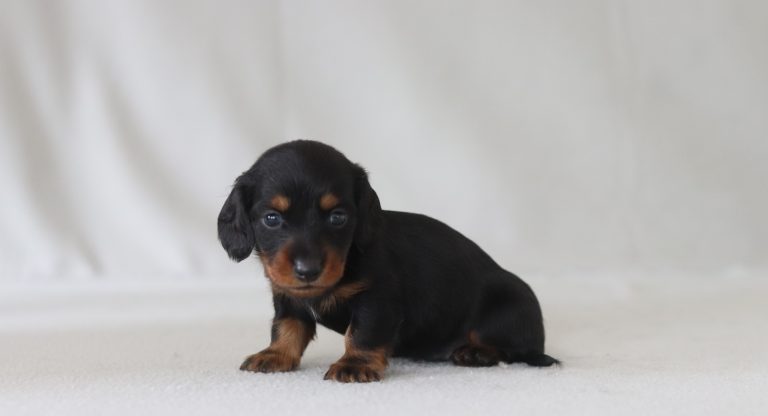 6635a mason the mini dachshund-the puppy lodge