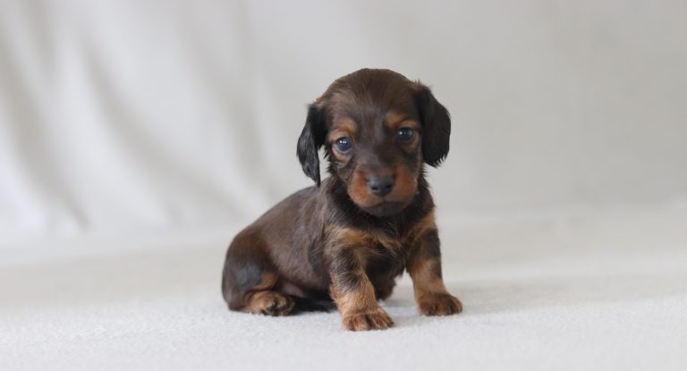 6636aaa Marshall the mini dachshund -the puppy lodge