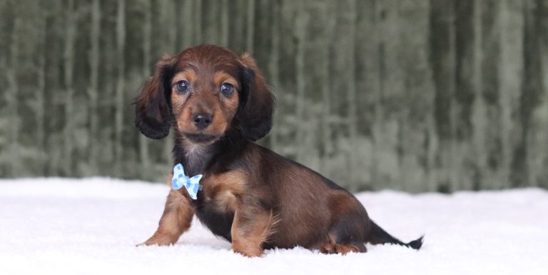 6636aaa marshall the mini dachshund-the puppy lodge