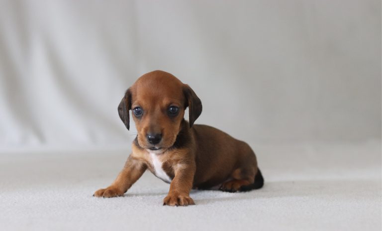 6637a martin the mini dachshund-the puppy lodge