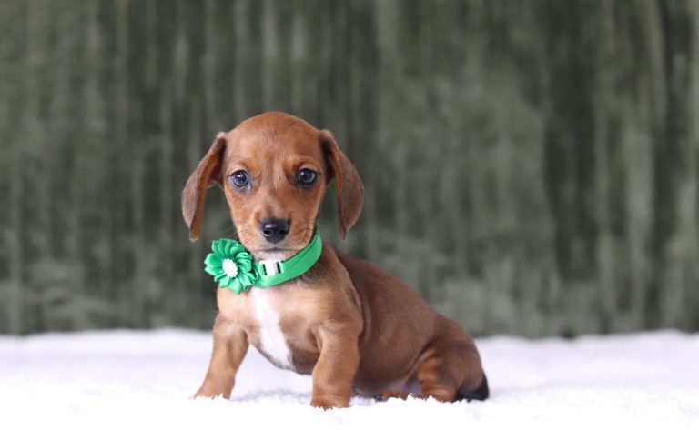 6637aa martin the mini dachshund-the puppy lodge