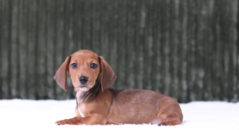 6637a martin the mini dachshund-the puppy lodge