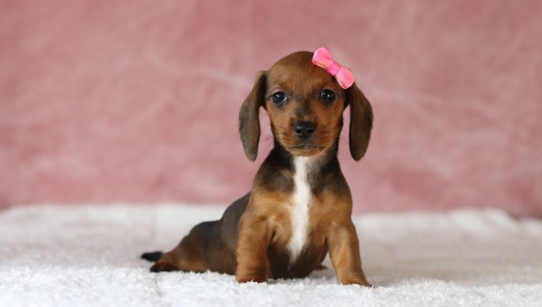 6638aaaMalissa the dachshund-the puppy lodge