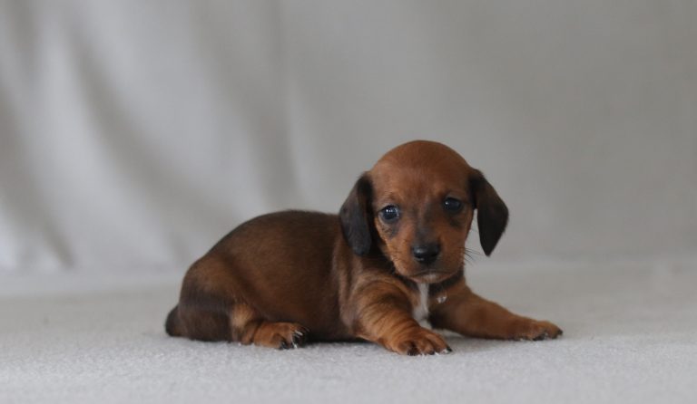 6638aa malissa the mini dachshund-the puppy lodge
