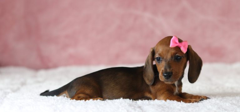 6638aaa malissa the mini dachshund-the puppy lodge