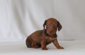6639aaa marcella the mini dachshund-the puppy lodge