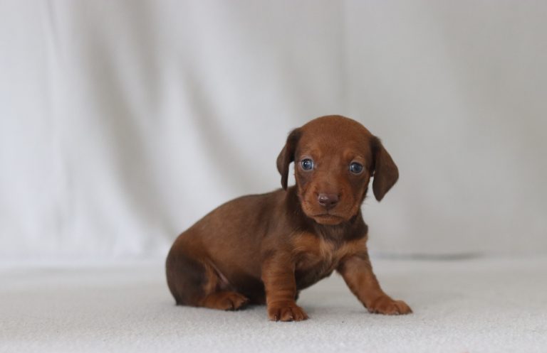 6639aaa marcella the mini dachshund-the puppy lodge