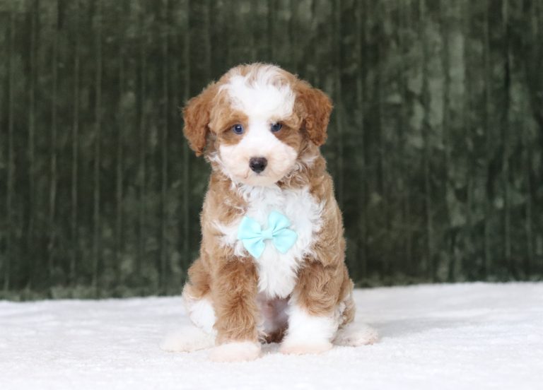 6769aaaBrenton the mini poodle-the puppy lodge