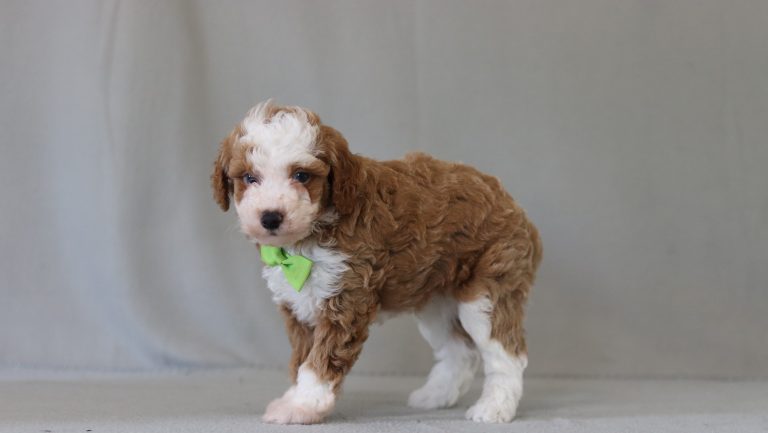 6769aaa brenton the mini poodle-the puppy lodge
