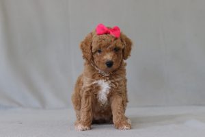 6770aaa brinley the mini poodle-the puppy lodge