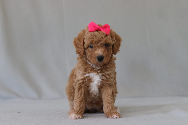 6770aaa brinley the mini poodle-the puppy lodge