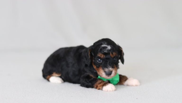 6773aa brady the mini poodle-the puppy lodge