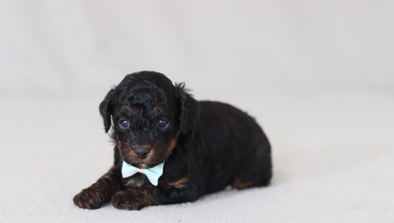 6774aaa braylin the mini poodle-the puppy lodge
