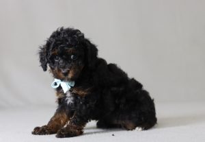 6774a Braylin the mini poodle-the puppy lodge