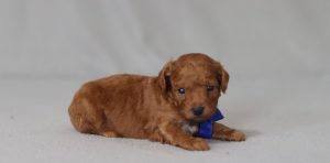 6775aaa biff the mini poodle-the puppy lodge