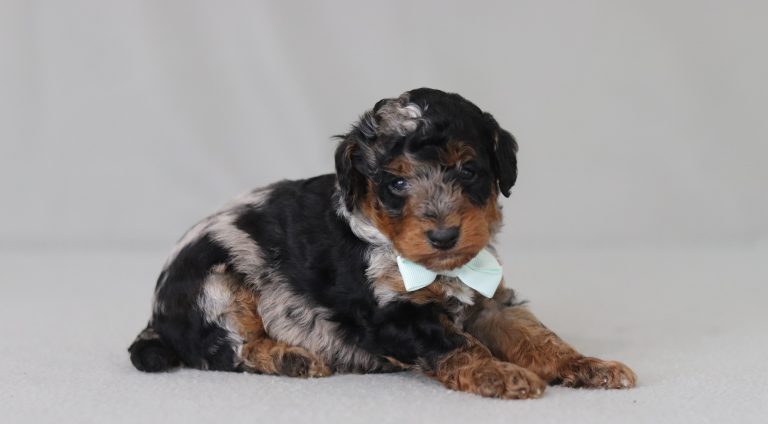 6776a braxton the mini poodle-the puppy lodge