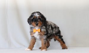 6777aaa- brogan the mini poodle-the puppy lodge