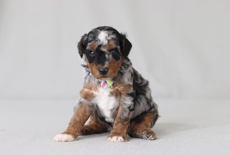 6777aaa brogan the mini poodle-the puppy lodge