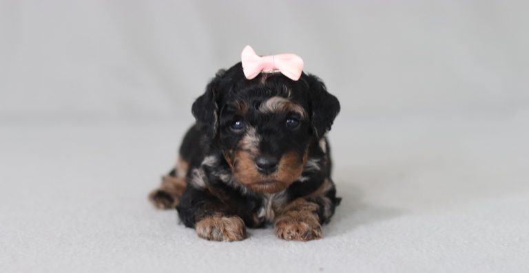 6778aaa-Bristol the mini poodle-the puppy lodge