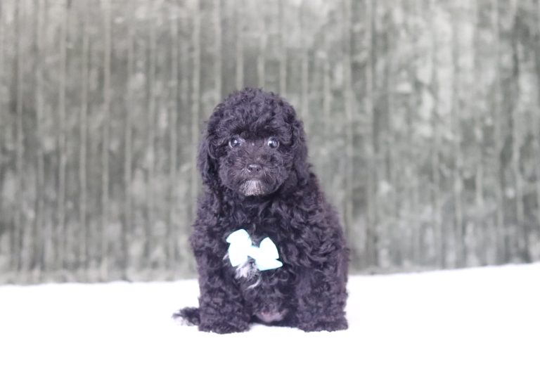 6779aa Rimon the mini poodle-the puppy lodge