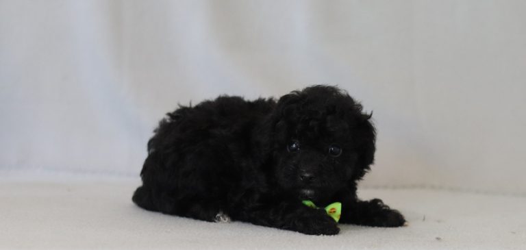 6779aaa rimon the mini poodle-the puppy lodge