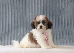 Andre-6437aa-puppy-teddy-bear-Puppy-Lodge