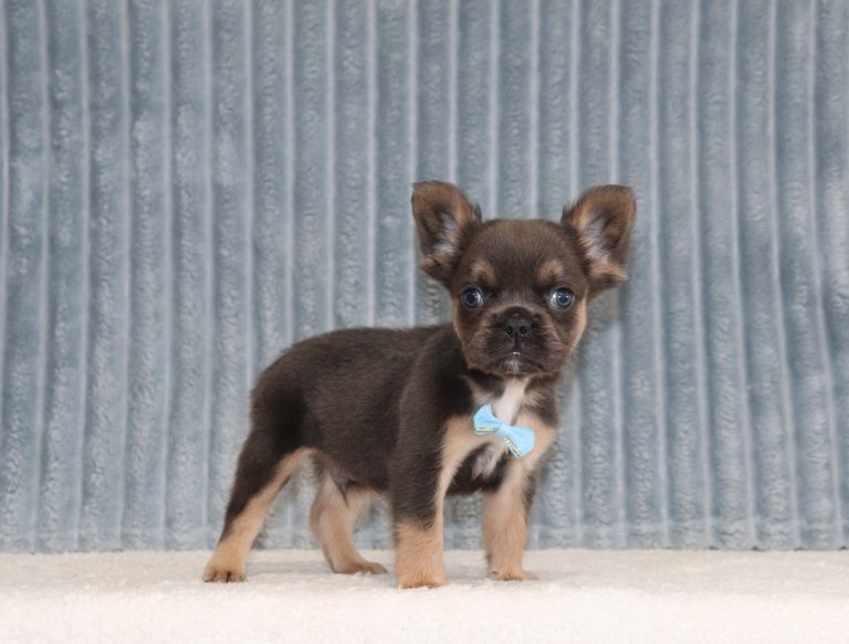 Ashton-6150aaa-puppy-fluffy-french-bulldog-Puppy-Lodge