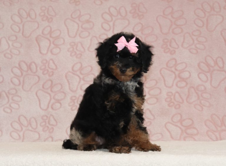 Bristol-6778aa-puppy-mini-poodle-Puppy-Lodge