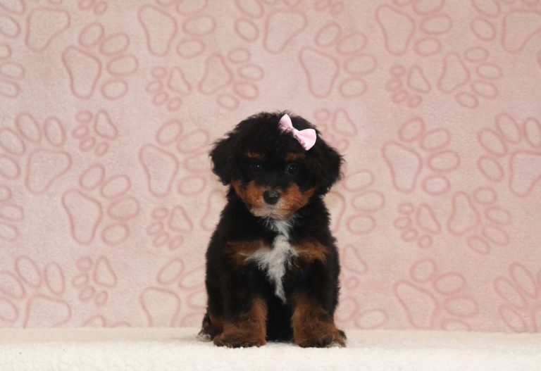 Brittany-6144aa-puppy-mini-poodle-Puppy-Lodge