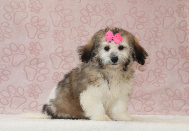 Chloe-0727aa-puppy-teddy-bear-Puppy-Lodge