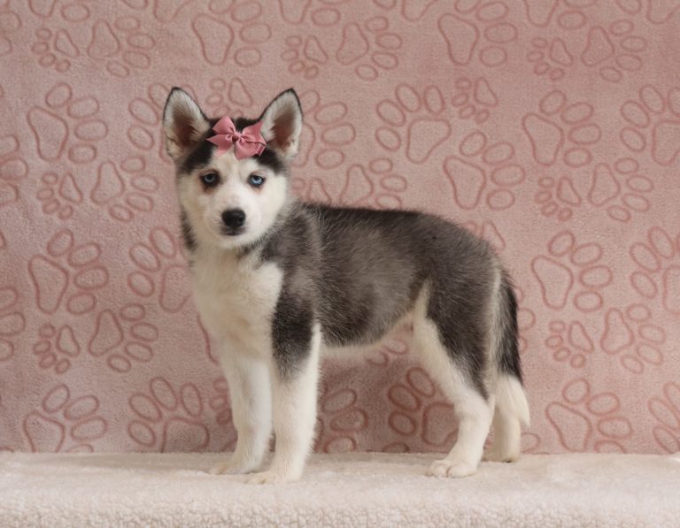Damaris-4275aaa-puppy-pomsky-Damaris-4275a-puppy-pomsky-Pawsome-Family-Pets-