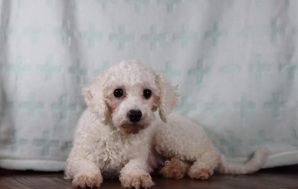 Small white curly-haired dog sitting on a dark wooden floor, looking at the camera with big dark eyes. Background is a soft mint-green pattern.