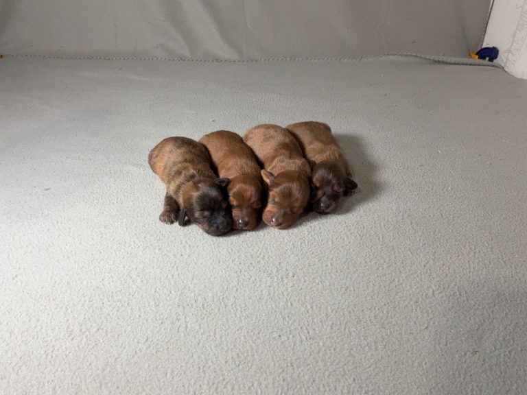 Little-darcy-litter-7-23-26-with rover