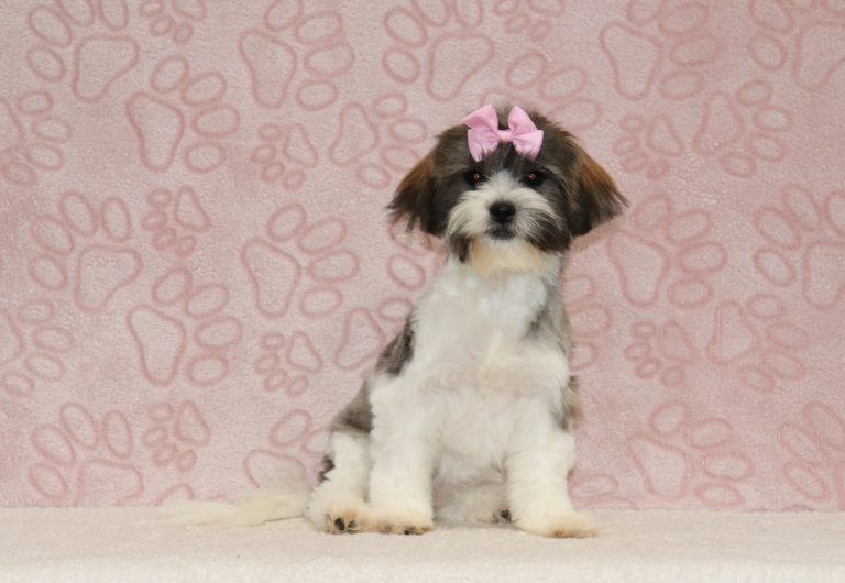 Lundy-6586a-puppy-teddy-bear-The-Puppy-Lodge-