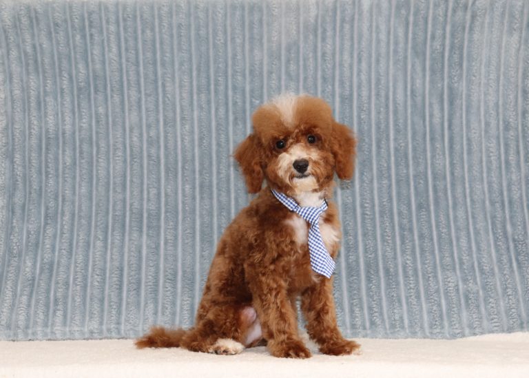 Luther-0723a-puppy-mini-poodle-Puppy-Lodge