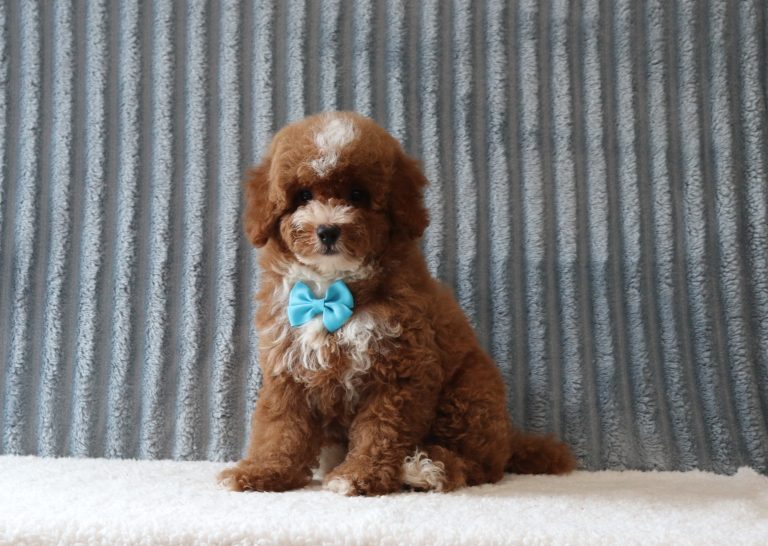Luther-0723a-puppy-mini-poodle-Puppy-Lodge