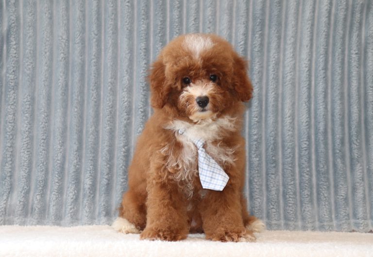 Luther-0723bb-puppy-mini-poodle-Puppy-Lodge