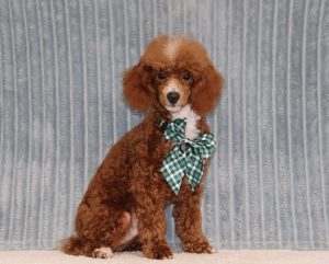 Luther-0723dd-puppy-mini-poodle-The-Puppy-Lodge-of-Berlin