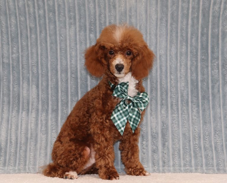 Luther-0723dd-puppy-mini-poodle-The-Puppy-Lodge-of-Berlin