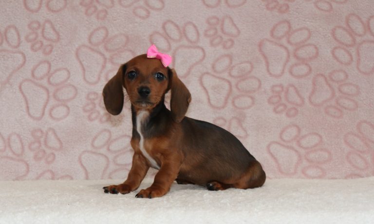 Malissa-6638a-puppy-mini-dachshund-The-Puppy-Lodge-