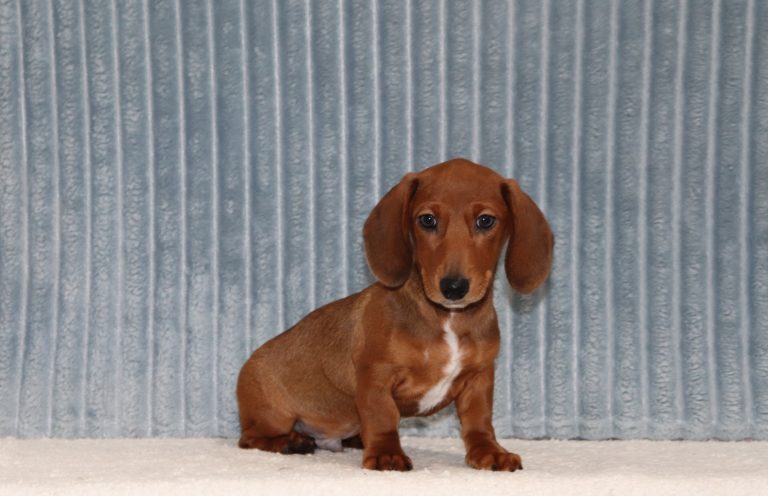 Martin-6637aaa-puppy-mini-dachshund-The-Puppy-Lodge-of-Berlin-