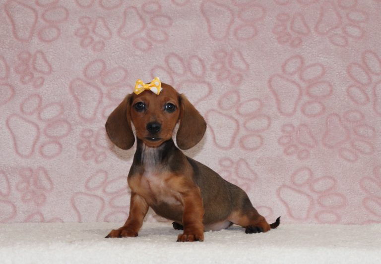 Minnie-6560bb-puppy-mini-dachshund-The-Puppy-Lodge