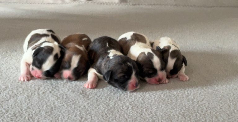 Nilla-litter teddy bear-the puppy llodge
