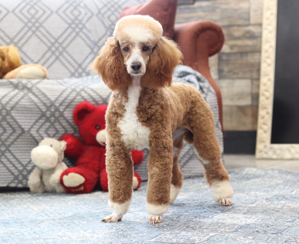 Brown and white poodle standing on a blue rug with plush teddy bears in the background.