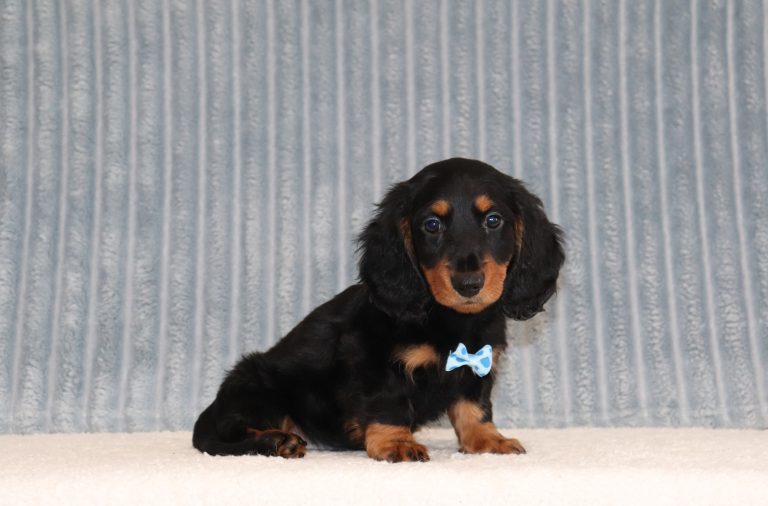 Philip-6157a-puppy-mini-dachshund-Puppy-Lodge