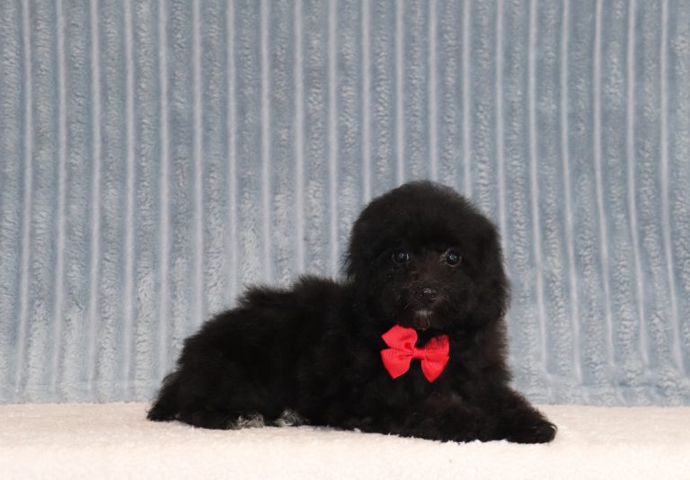 Rimon-6779aaa-puppy-mini-poodle-The-Puppu-Lodge-